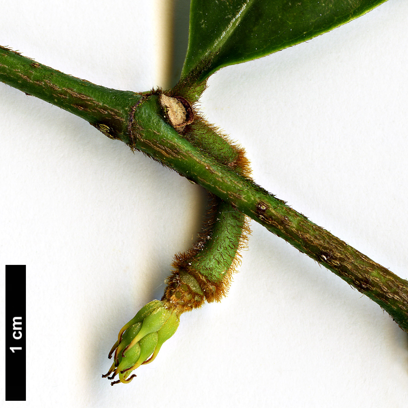 High resolution image: Family: Magnoliaceae - Genus: Magnolia - Taxon: figo - SpeciesSub: var. crassipes High resolution image: Family: Magnoliaceae - Genus: Magnolia - Taxon: figo - SpeciesSub: var. crassipes